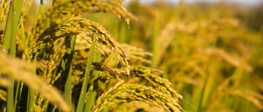 CMD368(中国区)体育有限公司官网